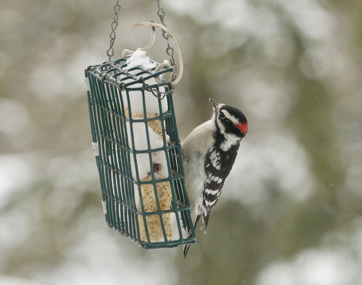 Downy Woodpecker - ML646750842