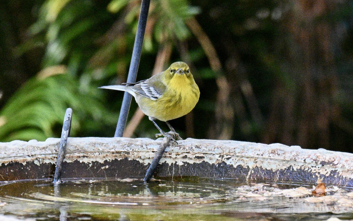 סבכון אורנים - ML646750844