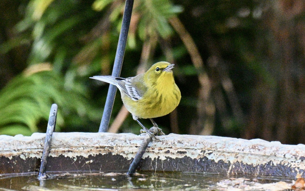 סבכון אורנים - ML646750845
