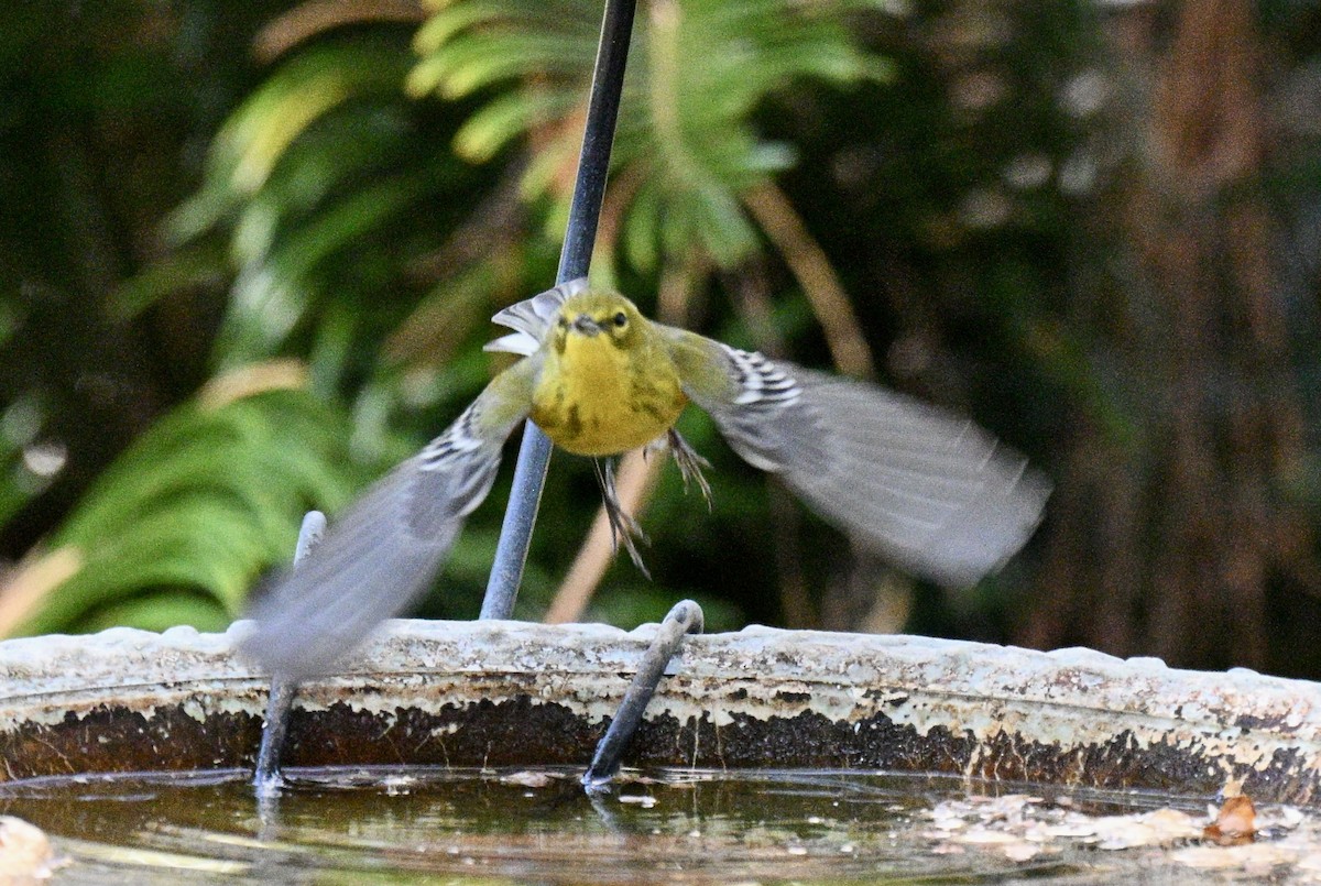 סבכון אורנים - ML646750846