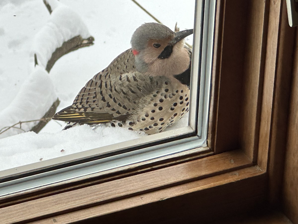 נקר צפון-אמריקני - ML646750847