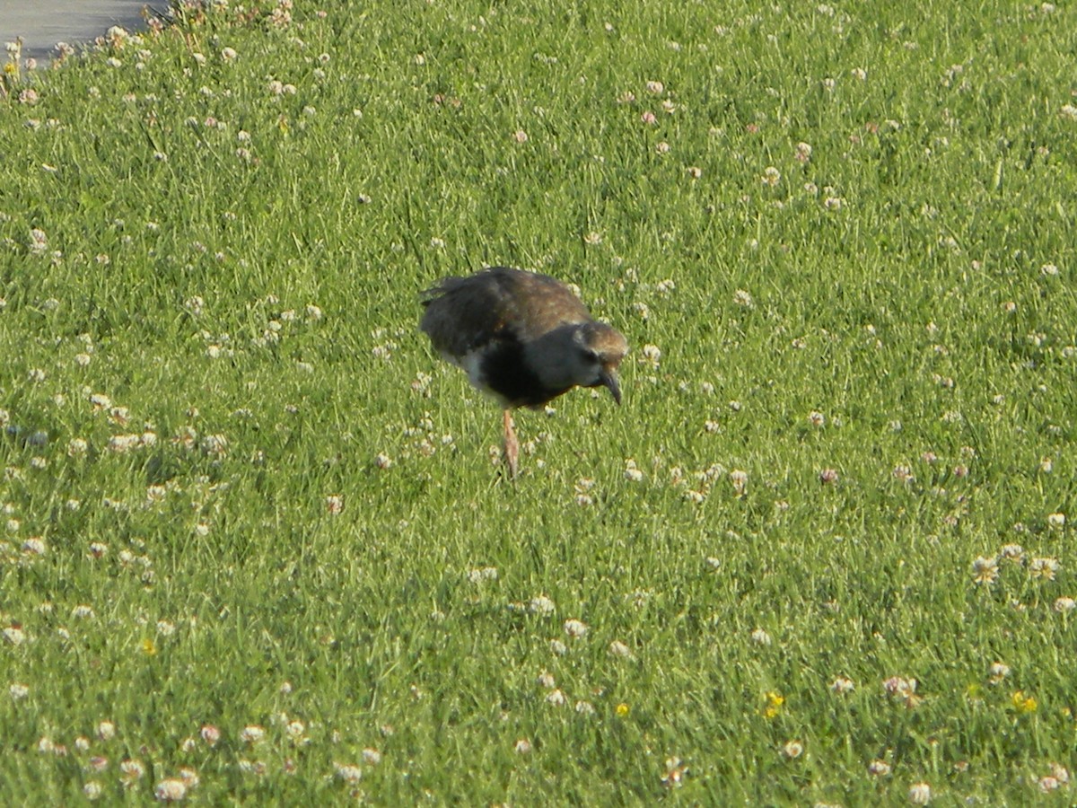 Чайка чилійська - ML646750848