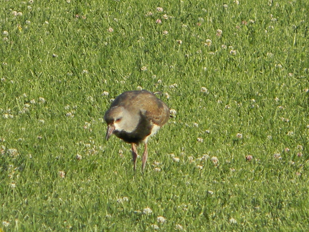 Чайка чилійська - ML646750849