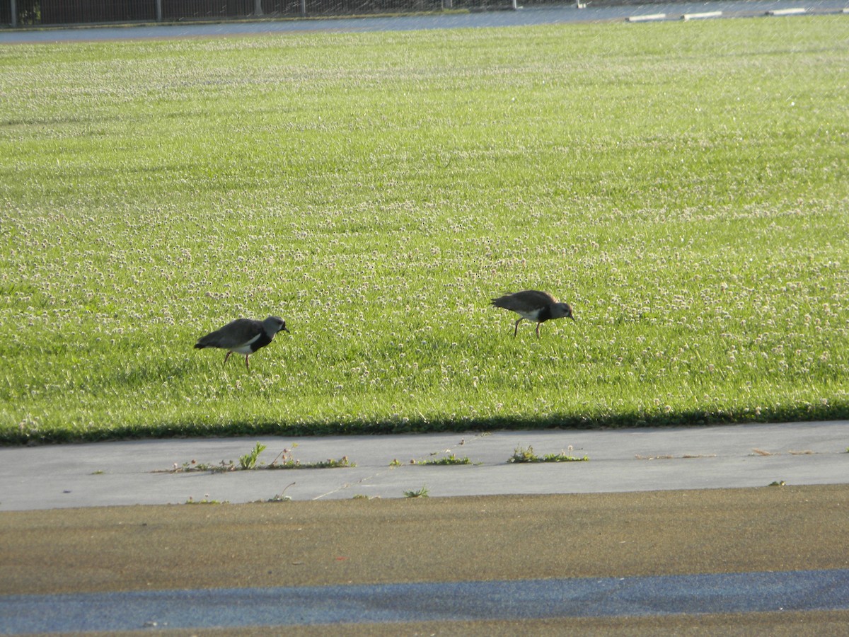 Чайка чилійська - ML646750850