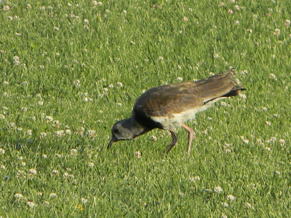 Чайка чилійська - ML646750851