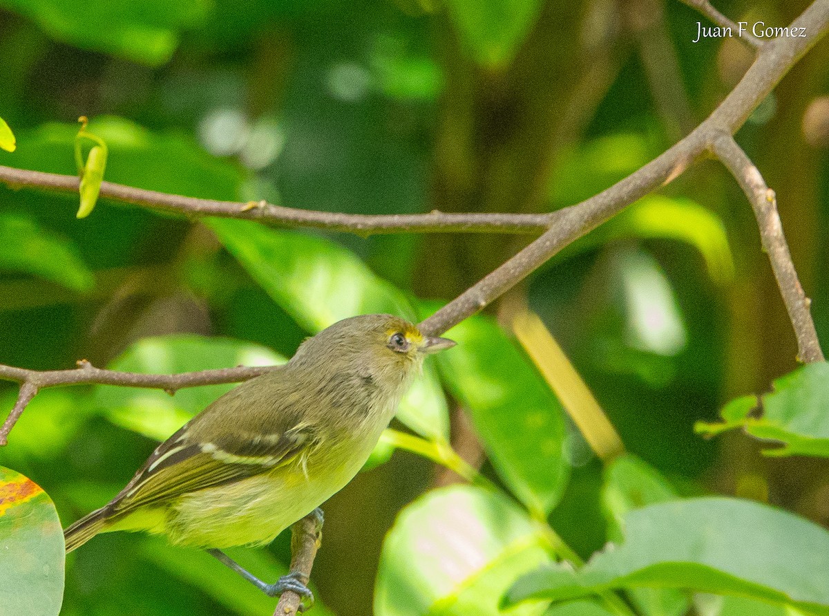 San Andres Vireo - ML646750857