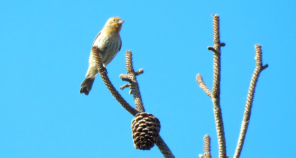 House Finch - ML646750859