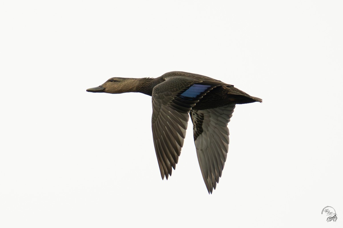 American Black Duck - ML646750861