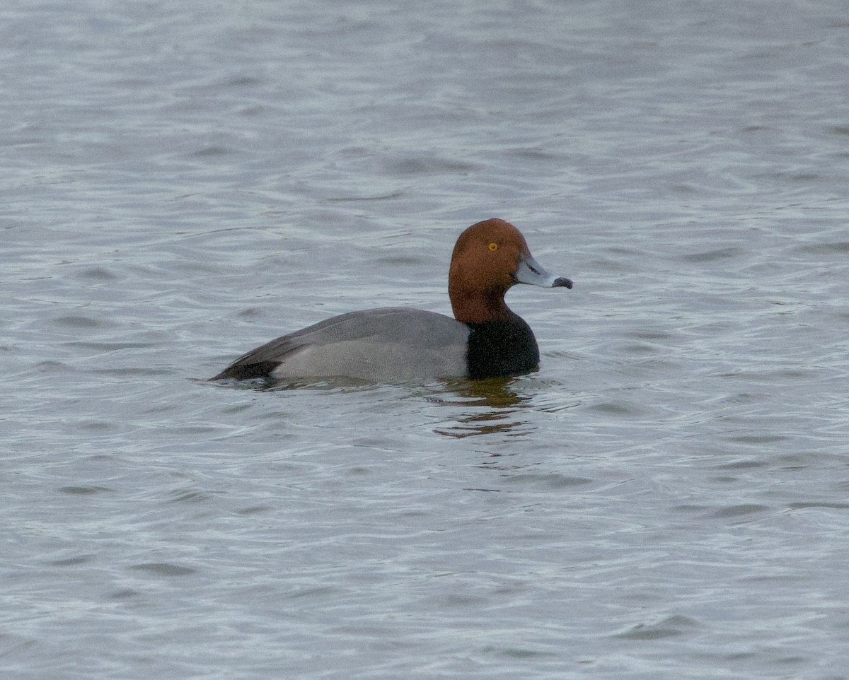 Rotkopfente - ML646750866