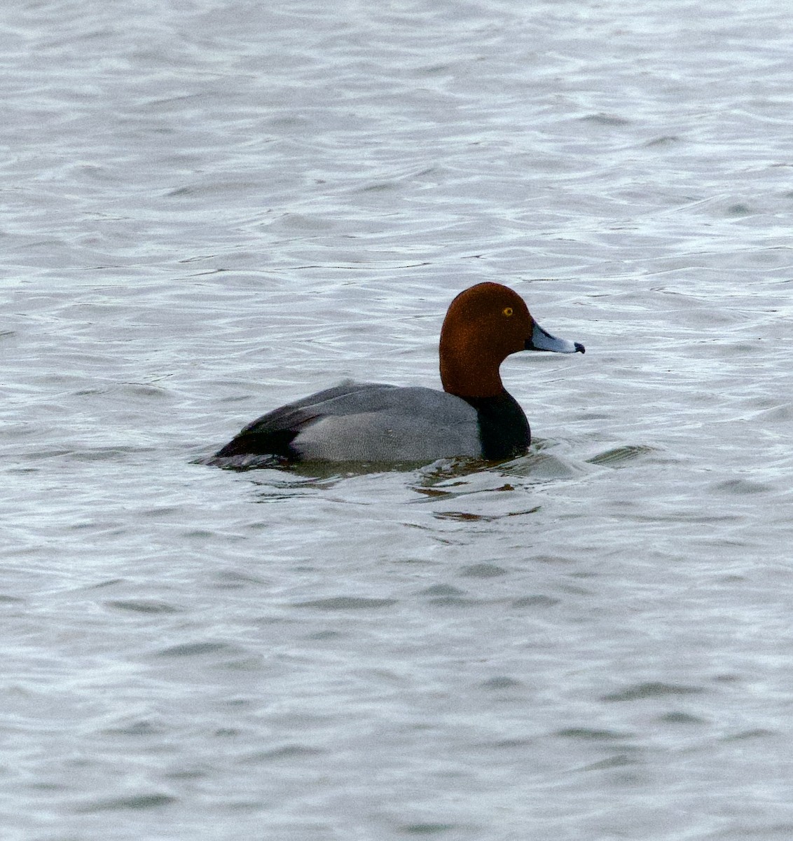 Rotkopfente - ML646750867