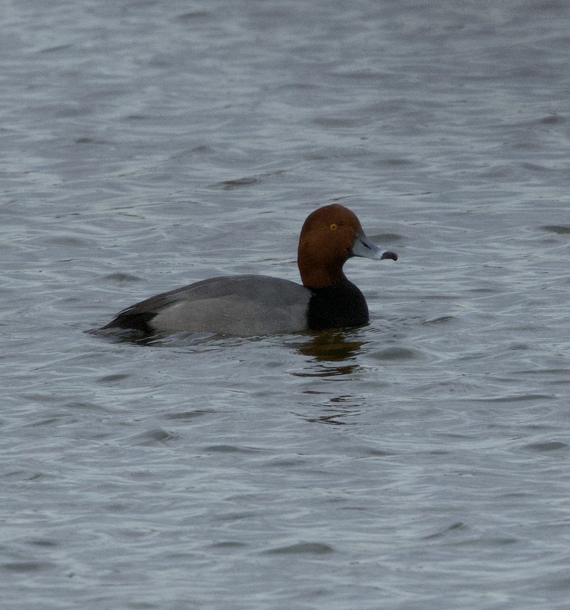 Rotkopfente - ML646750868