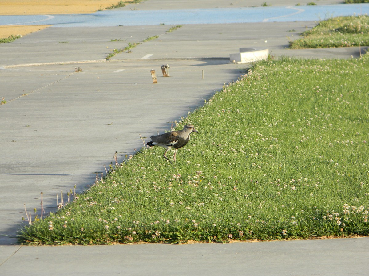 Чайка чилійська - ML646750869