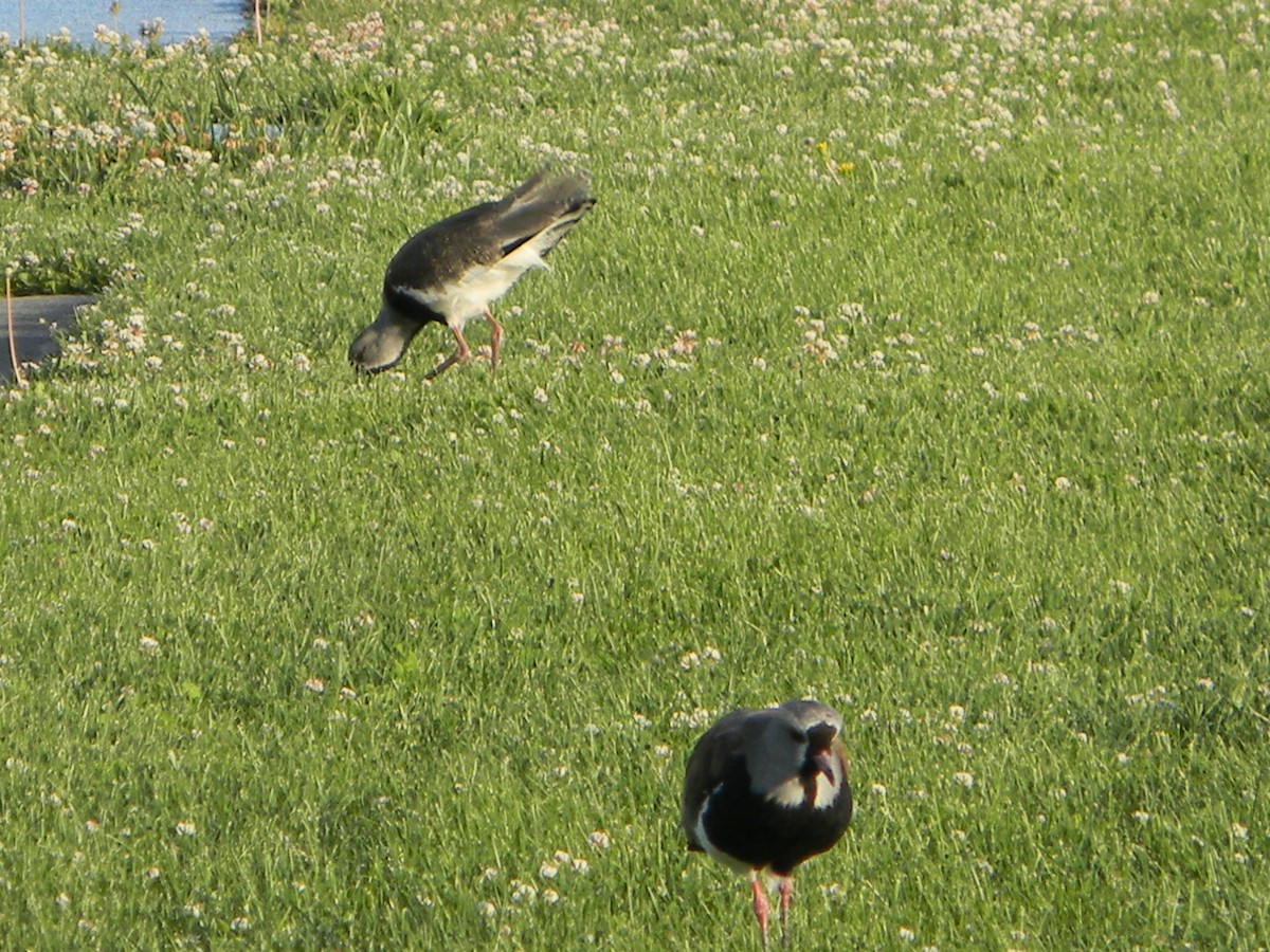 Чайка чилійська - ML646750870