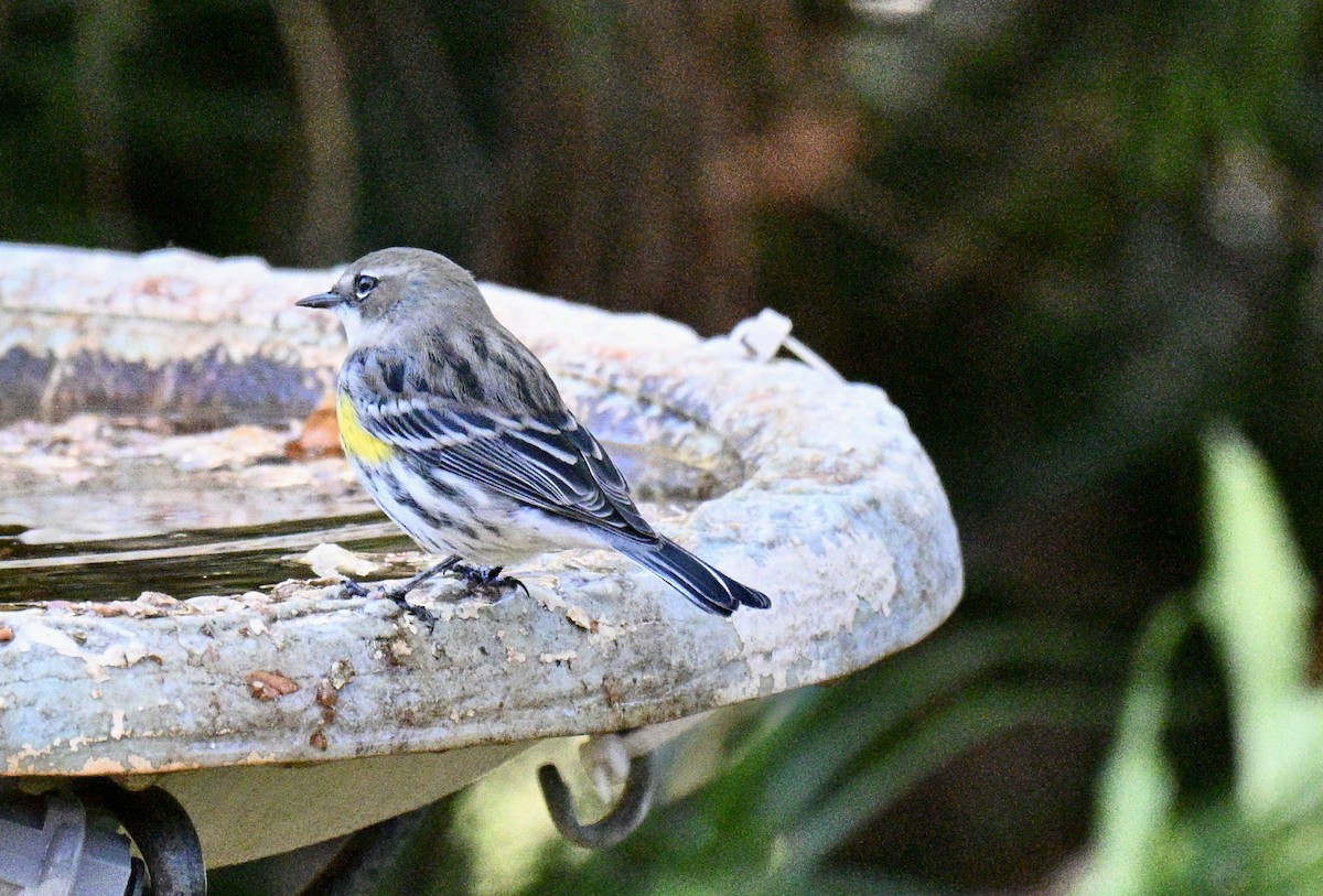 סבכון הכתר - ML646750871