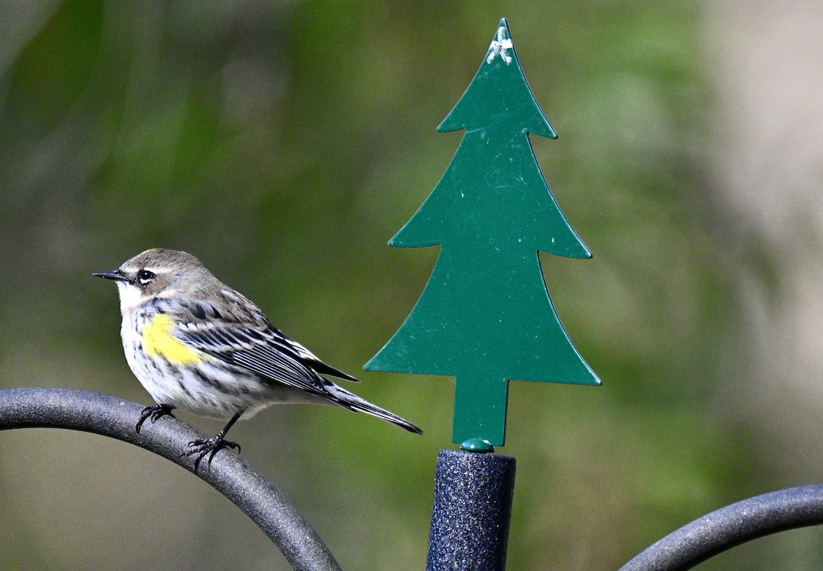 סבכון הכתר - ML646750872