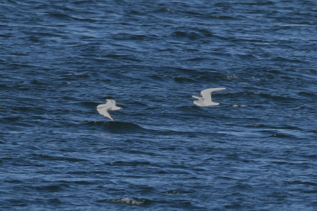 Bonaparte's Gull - ML646750880