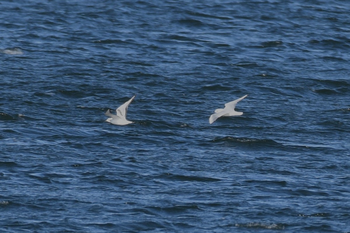 Bonaparte's Gull - ML646750881