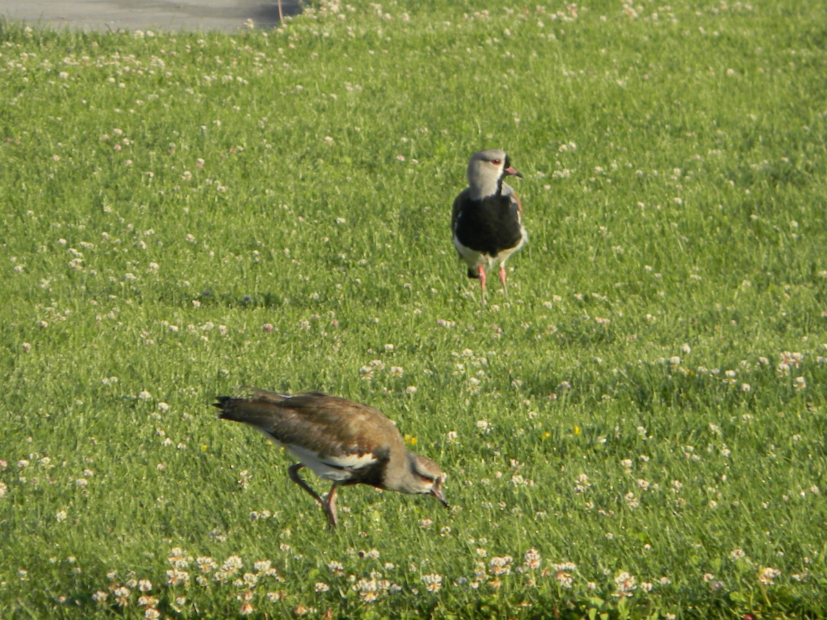 Чайка чилійська - ML646750884