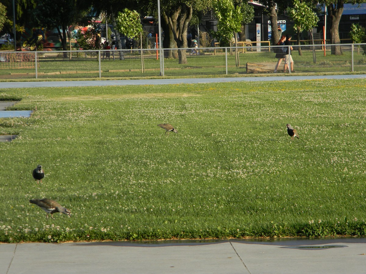 Чайка чилійська - ML646750885