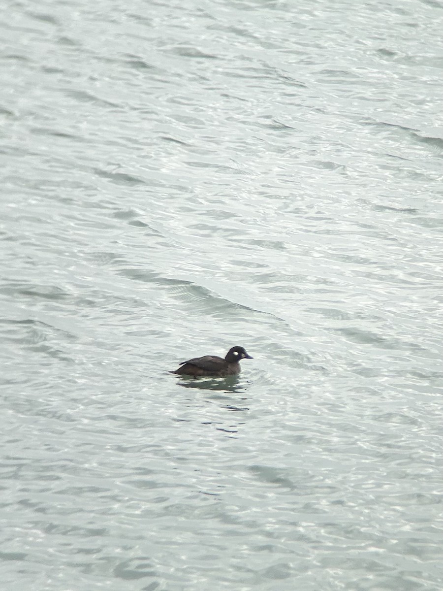 Ahate arlekina - ML646750891