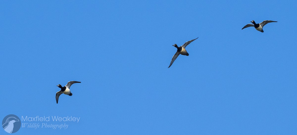 Ring-necked Duck - ML646750892
