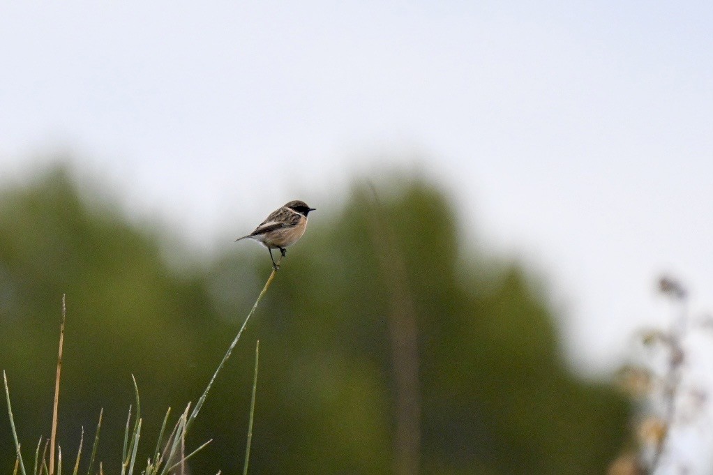 Pitxartxar burubeltza - ML646750894