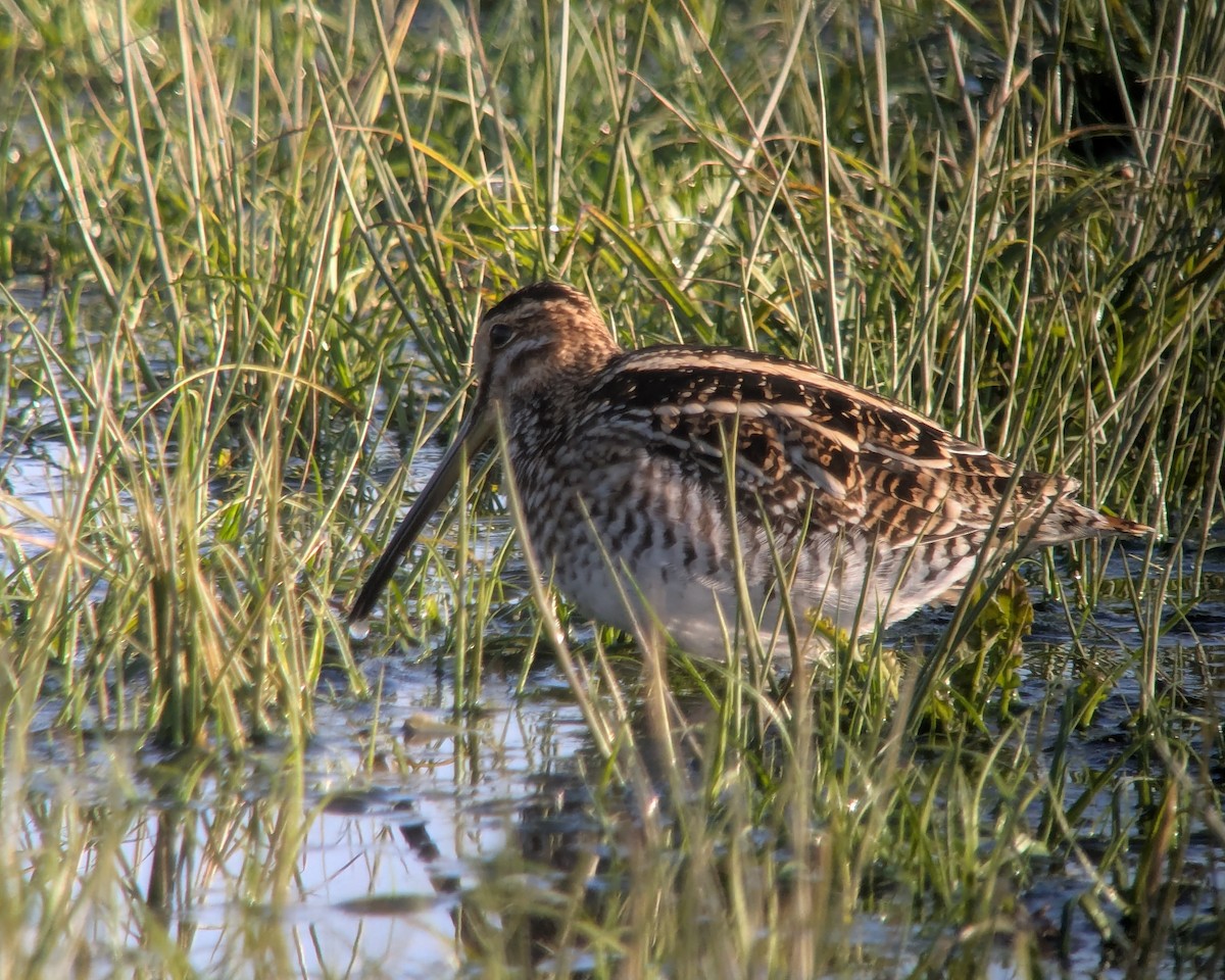 Wilson's Snipe - ML646750895