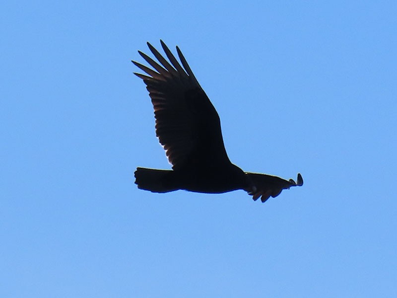 Truthahngeier - ML646750896