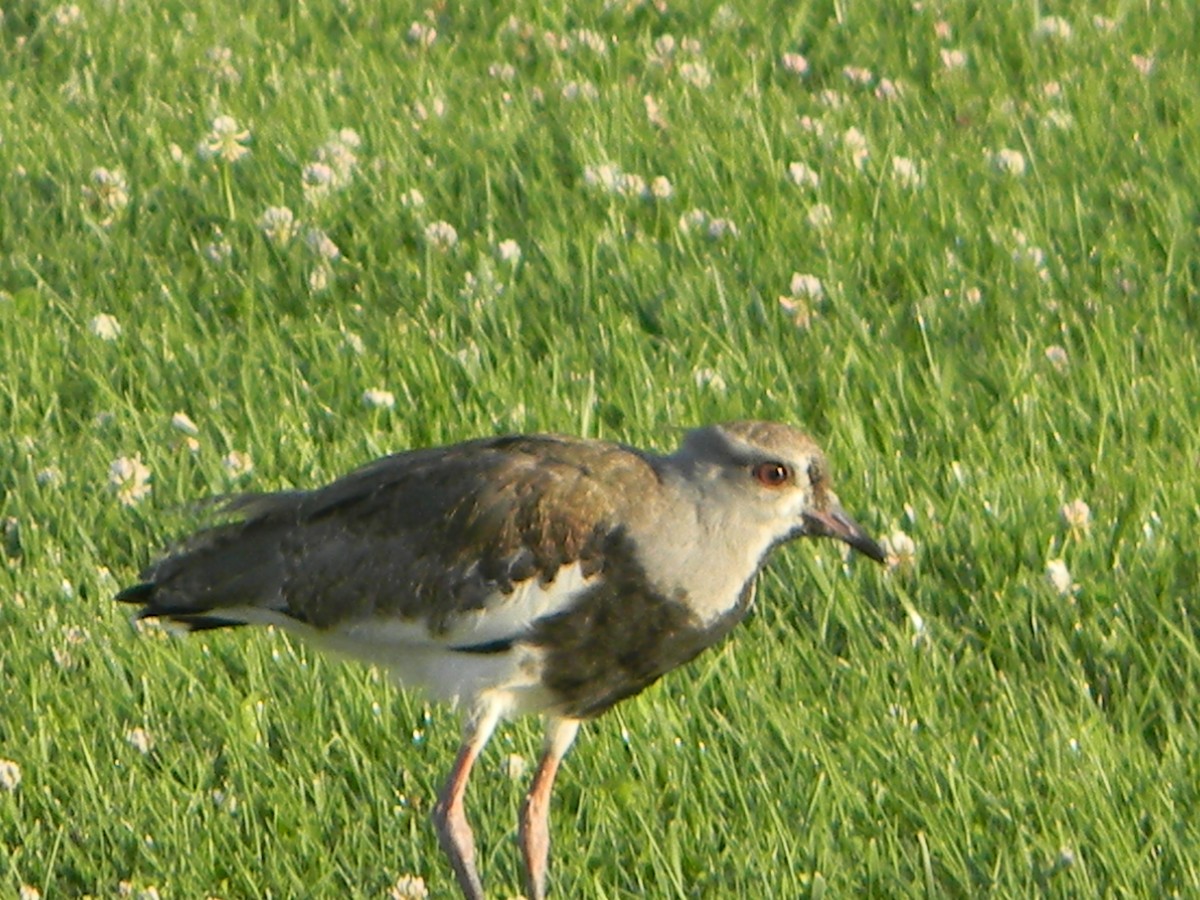 Чайка чилійська - ML646750897