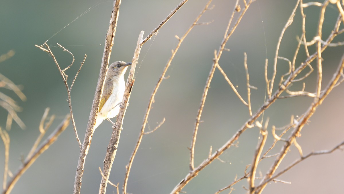 Brown Honeyeater - ML646750898