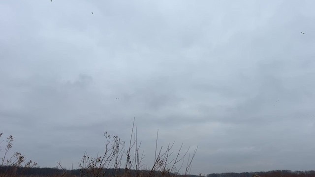 Mallard - ML646750899