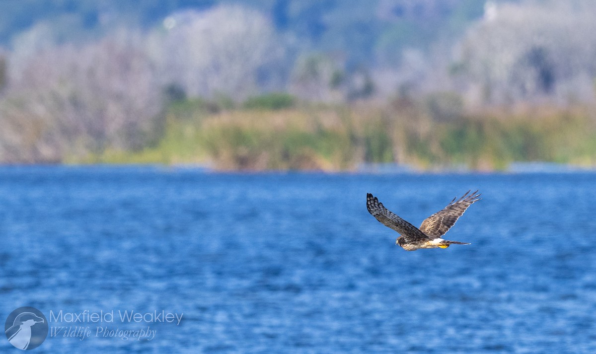 Northern Harrier - ML646750901