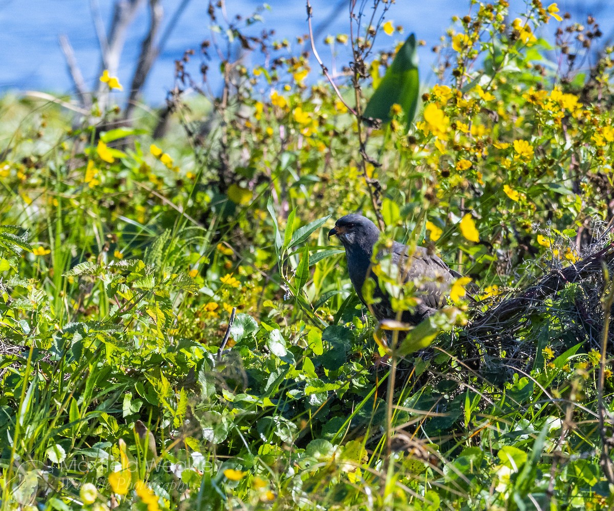 Snail Kite - ML646750903