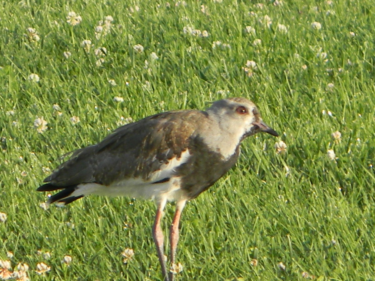 Чайка чилійська - ML646750907