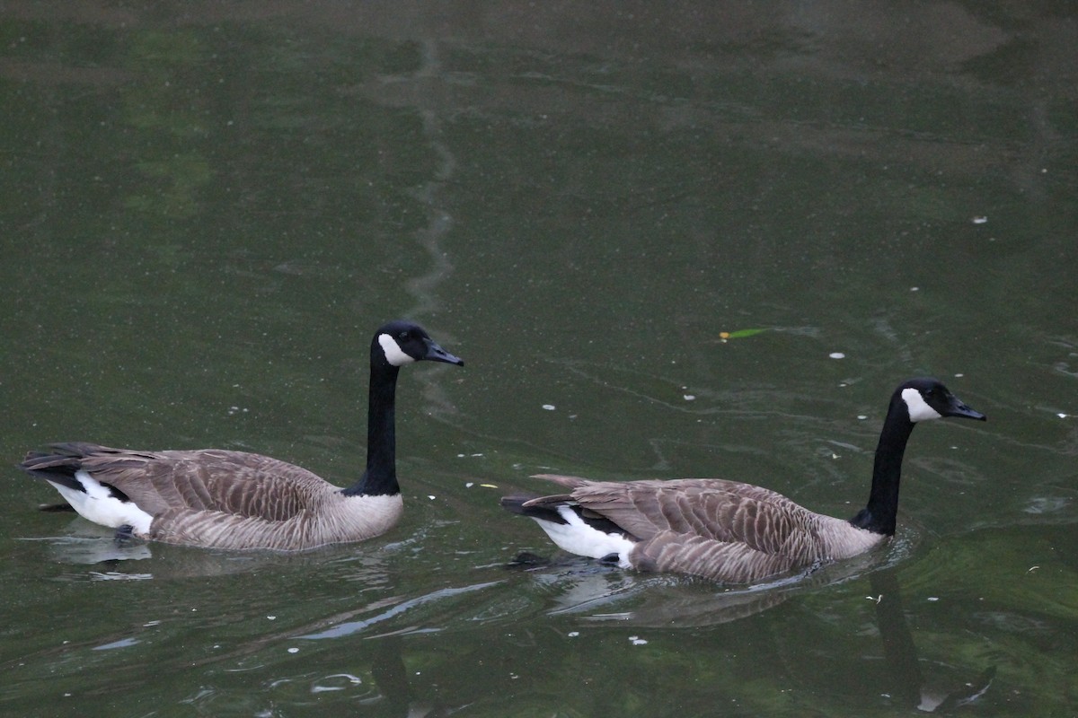 Barnacla Canadiense Grande - ML646750908