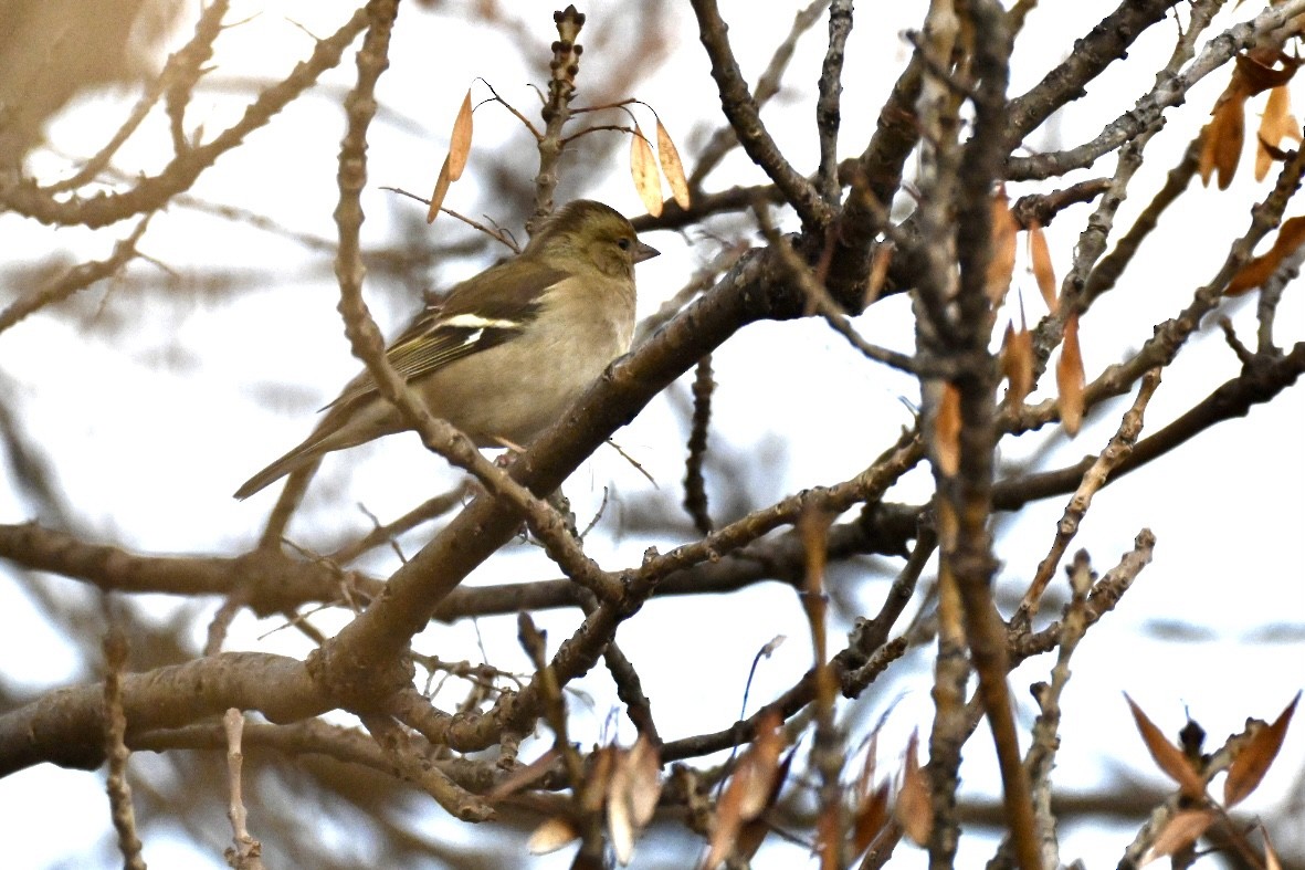 Txonta arrunta - ML646750911