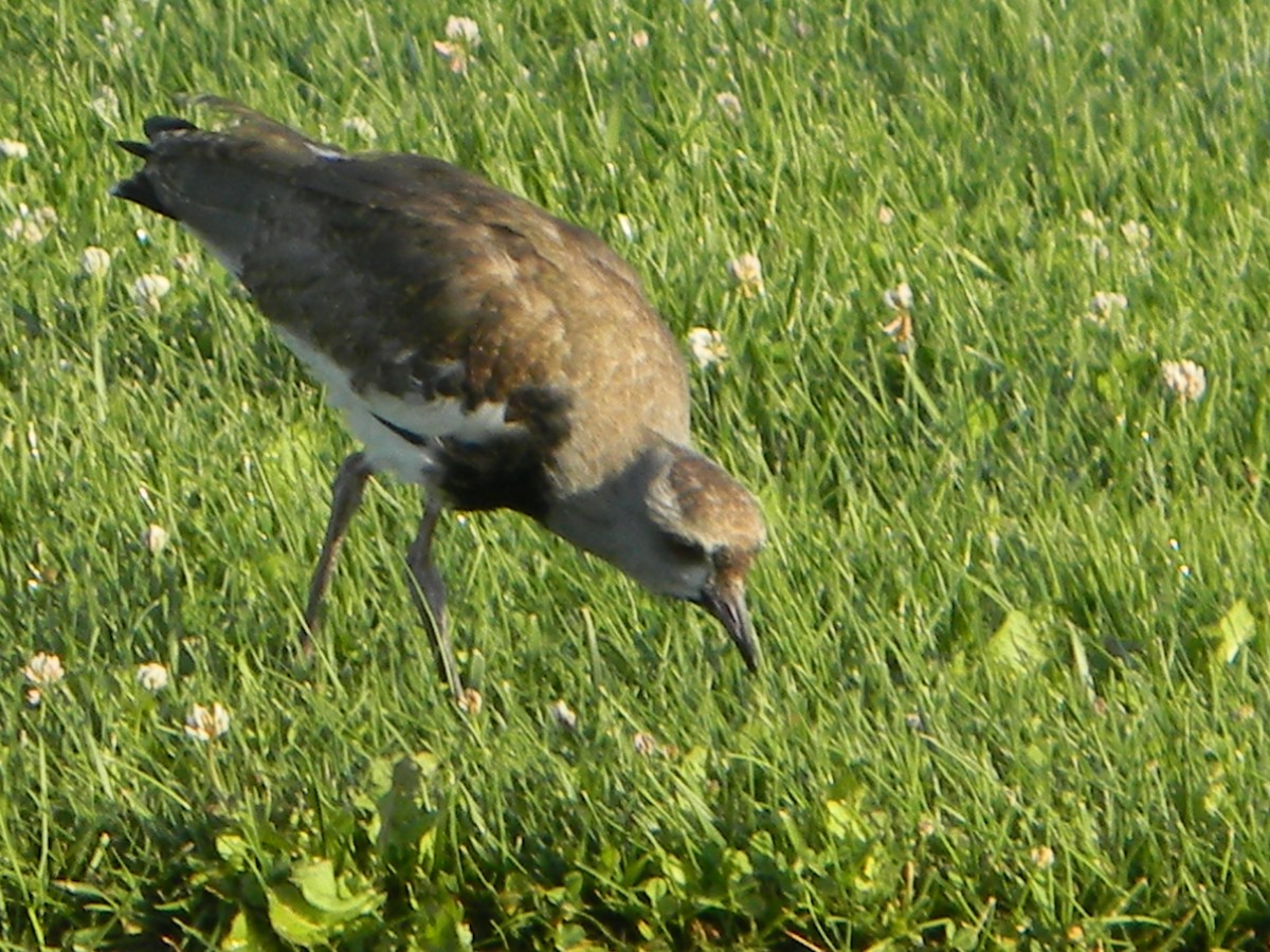 Чайка чилійська - ML646750912