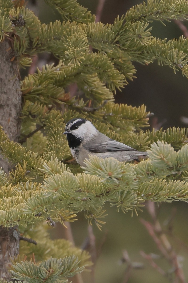 Mountain Chickadee - ML646750914