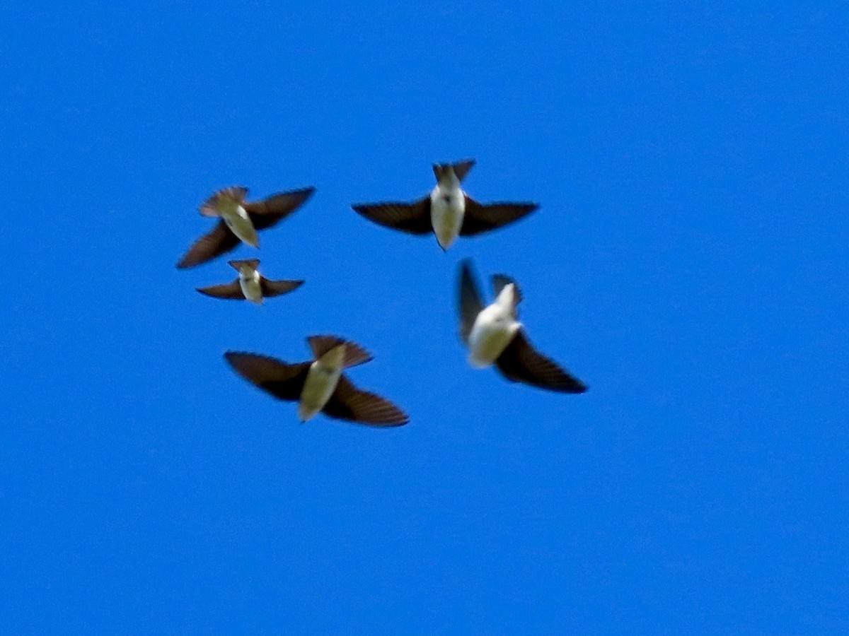 Tree Swallow - ML646750915