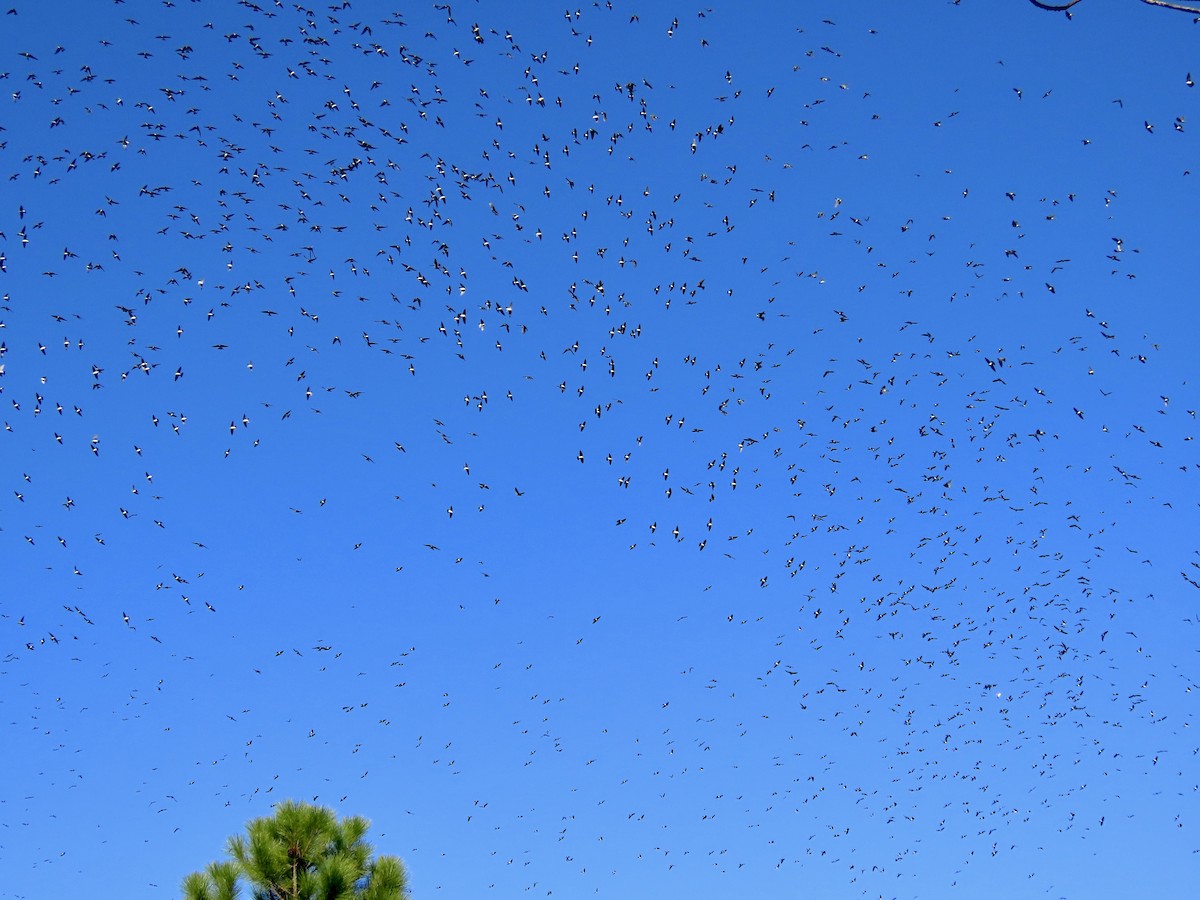 Tree Swallow - ML646750916