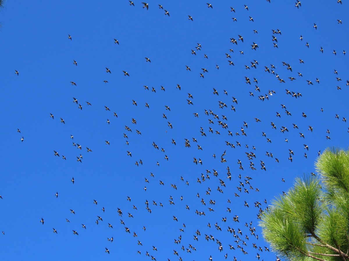 Tree Swallow - ML646750917