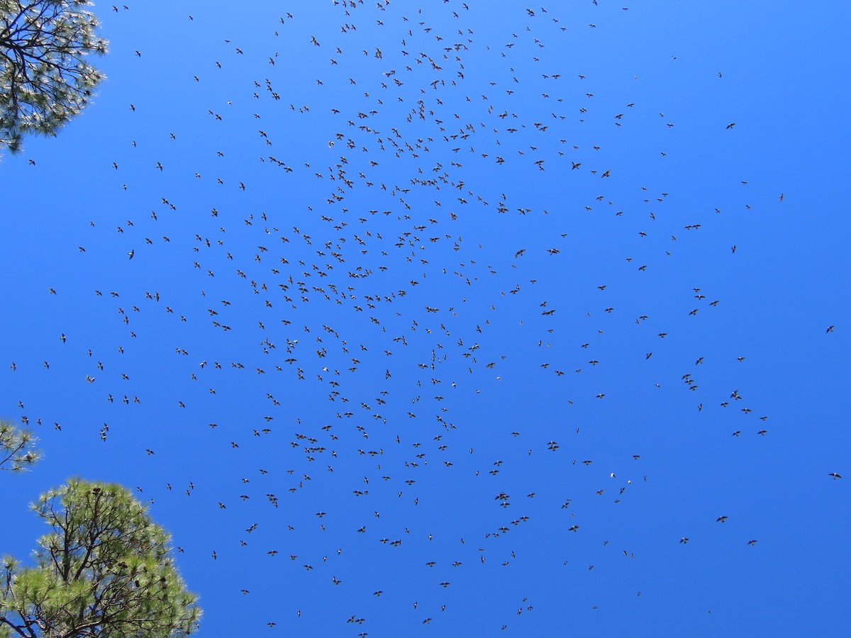 Tree Swallow - ML646750918