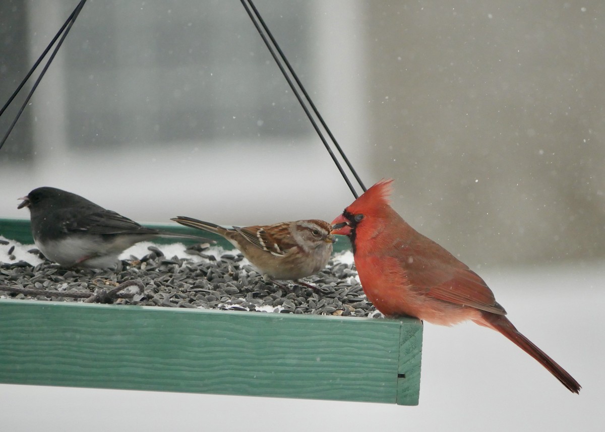 American Tree Sparrow - ML646750919