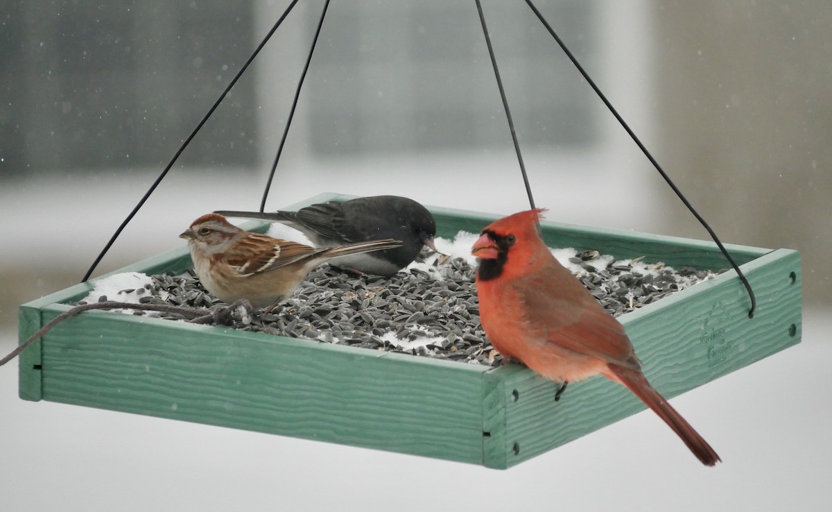 American Tree Sparrow - ML646750920