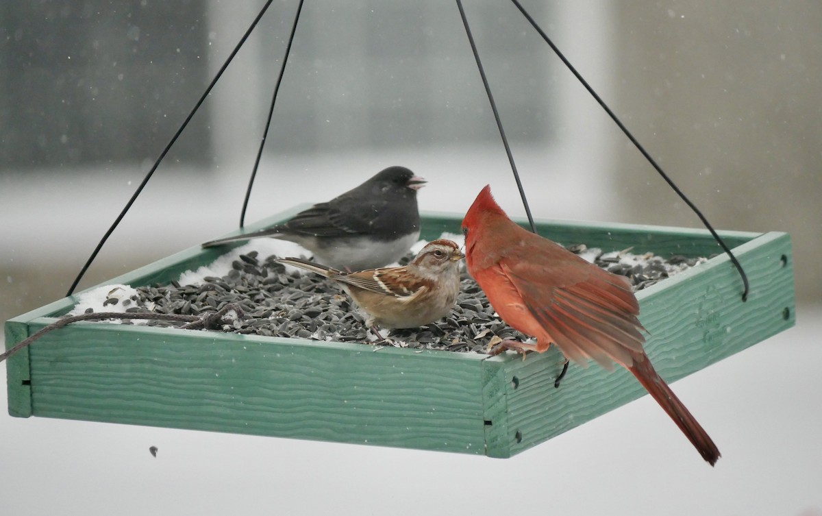 American Tree Sparrow - ML646750921