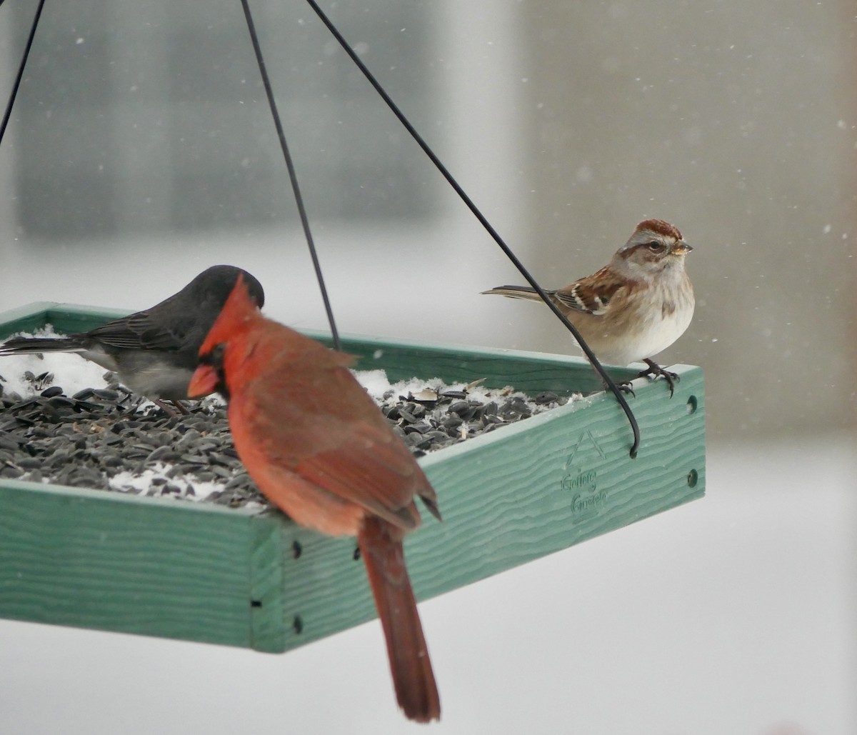 American Tree Sparrow - ML646750922