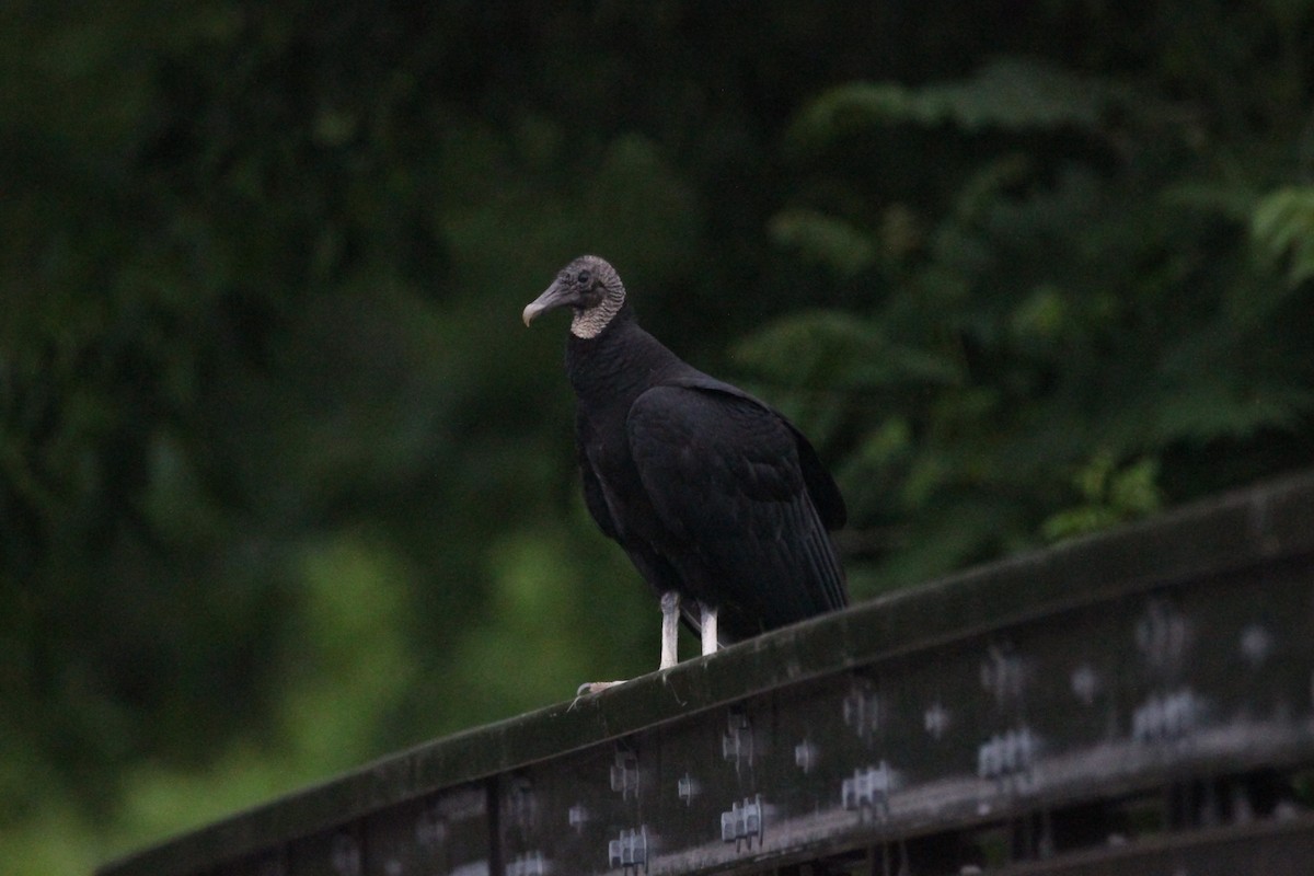 Black Vulture - ML646750923