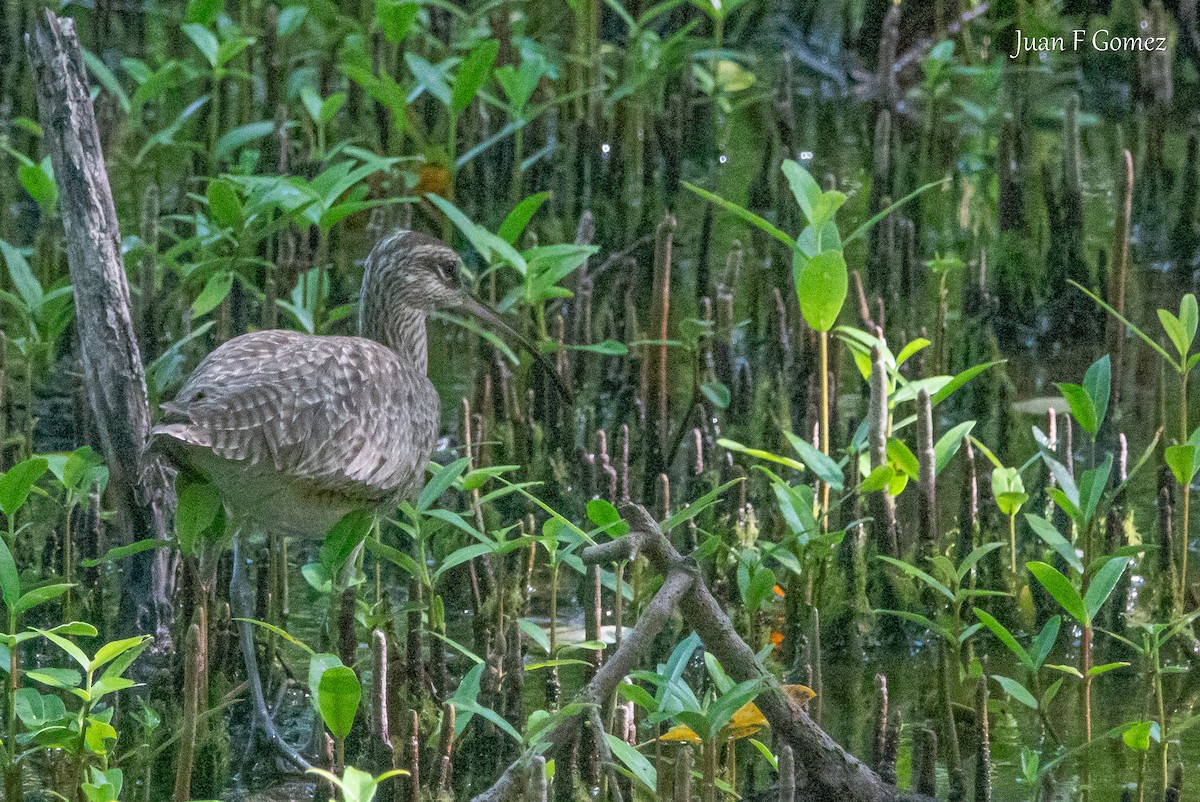 Hudsonian Whimbrel - ML646750924