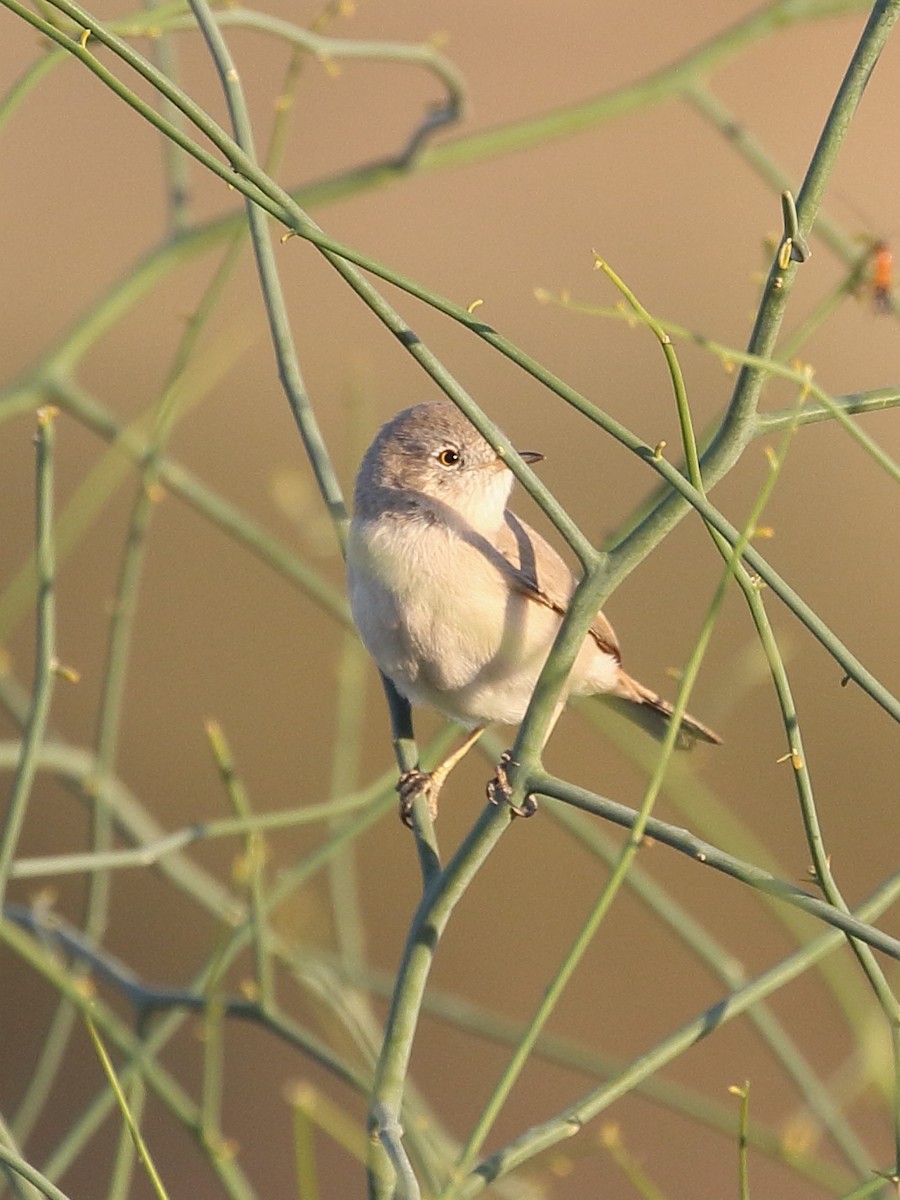 סבכי מדבר - ML646750925