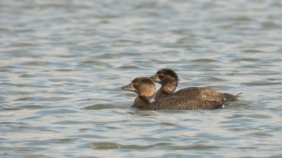 Musk Duck - ML646750926